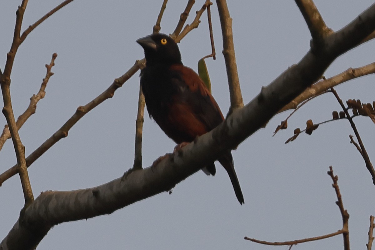 Chestnut-and-black Weaver - ML635632072