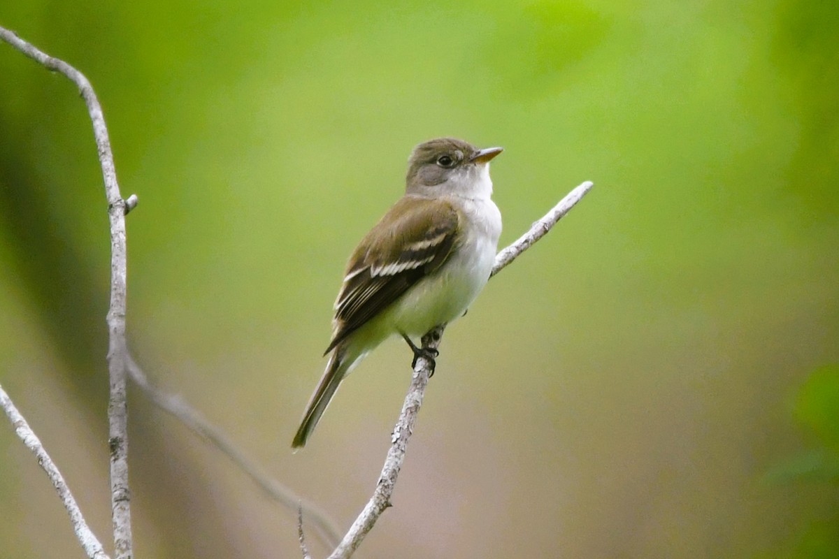 Alder Flycatcher - ML635632114