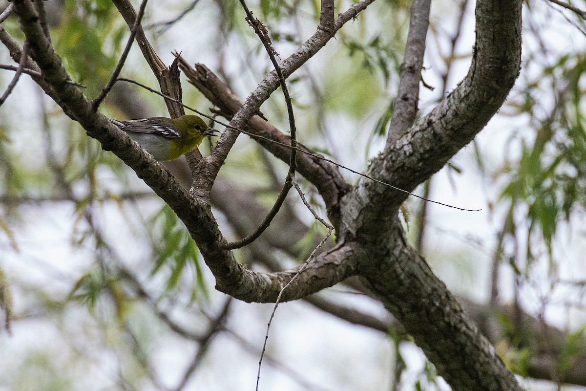 Yellow-throated Vireo - ML635632131