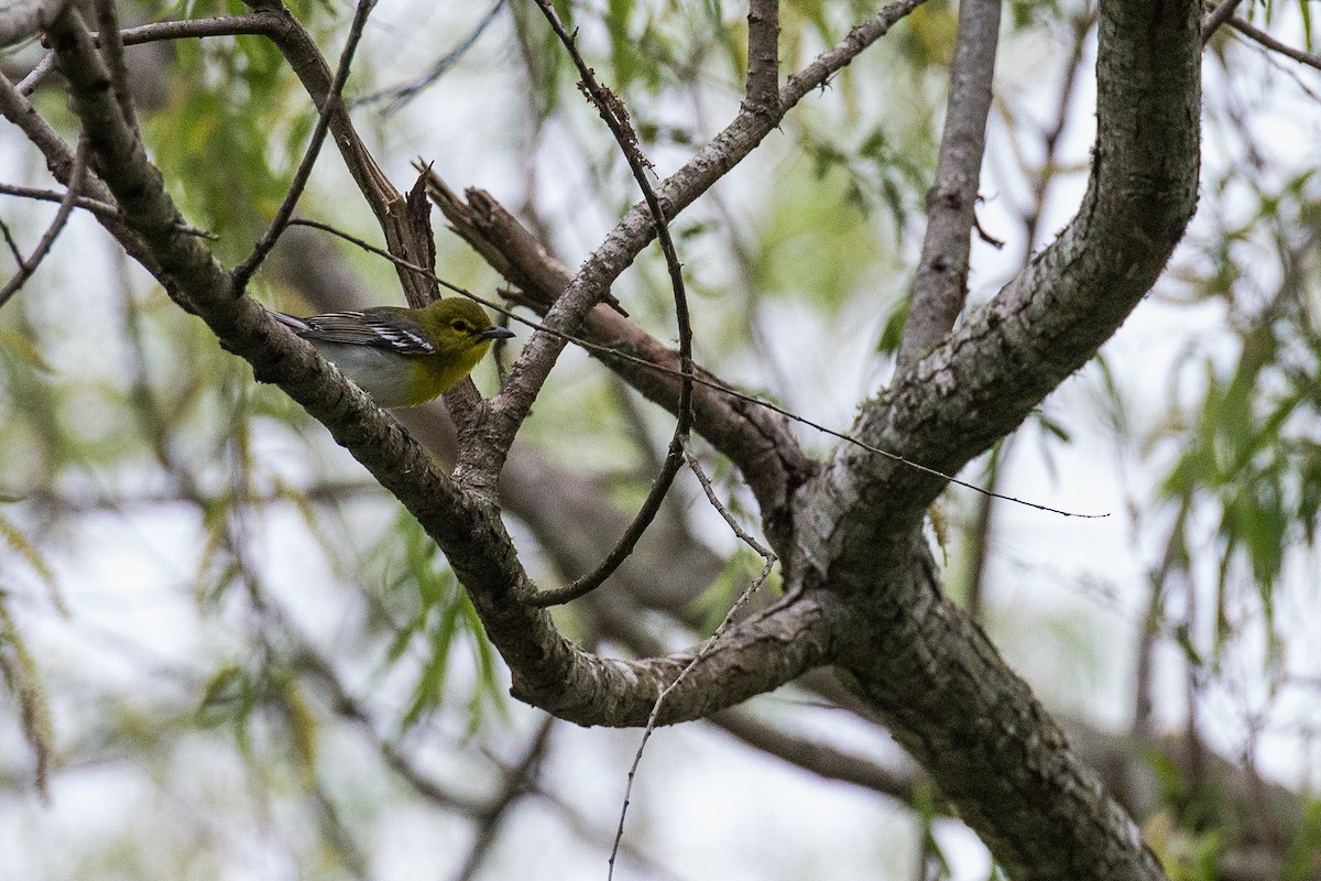 Yellow-throated Vireo - ML635632133