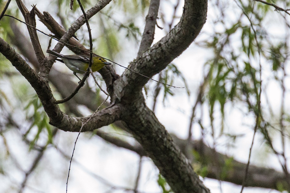 Yellow-throated Vireo - ML635632142