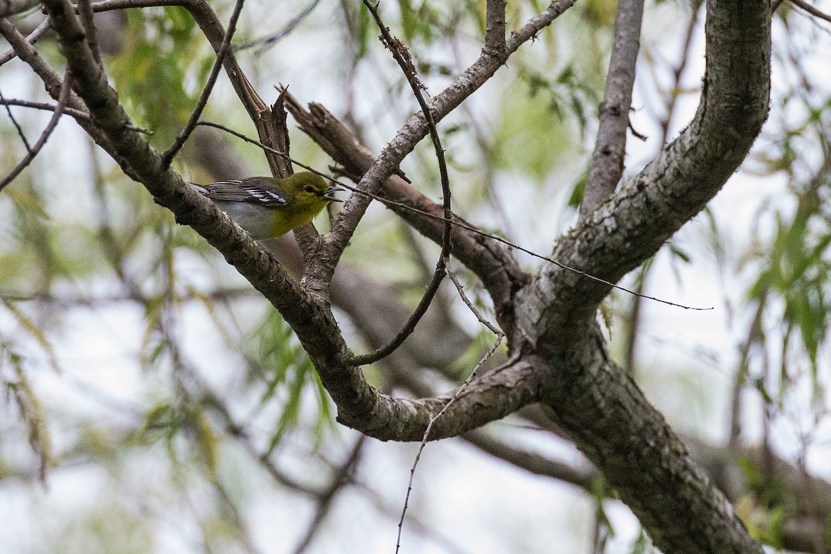 Yellow-throated Vireo - ML635632158