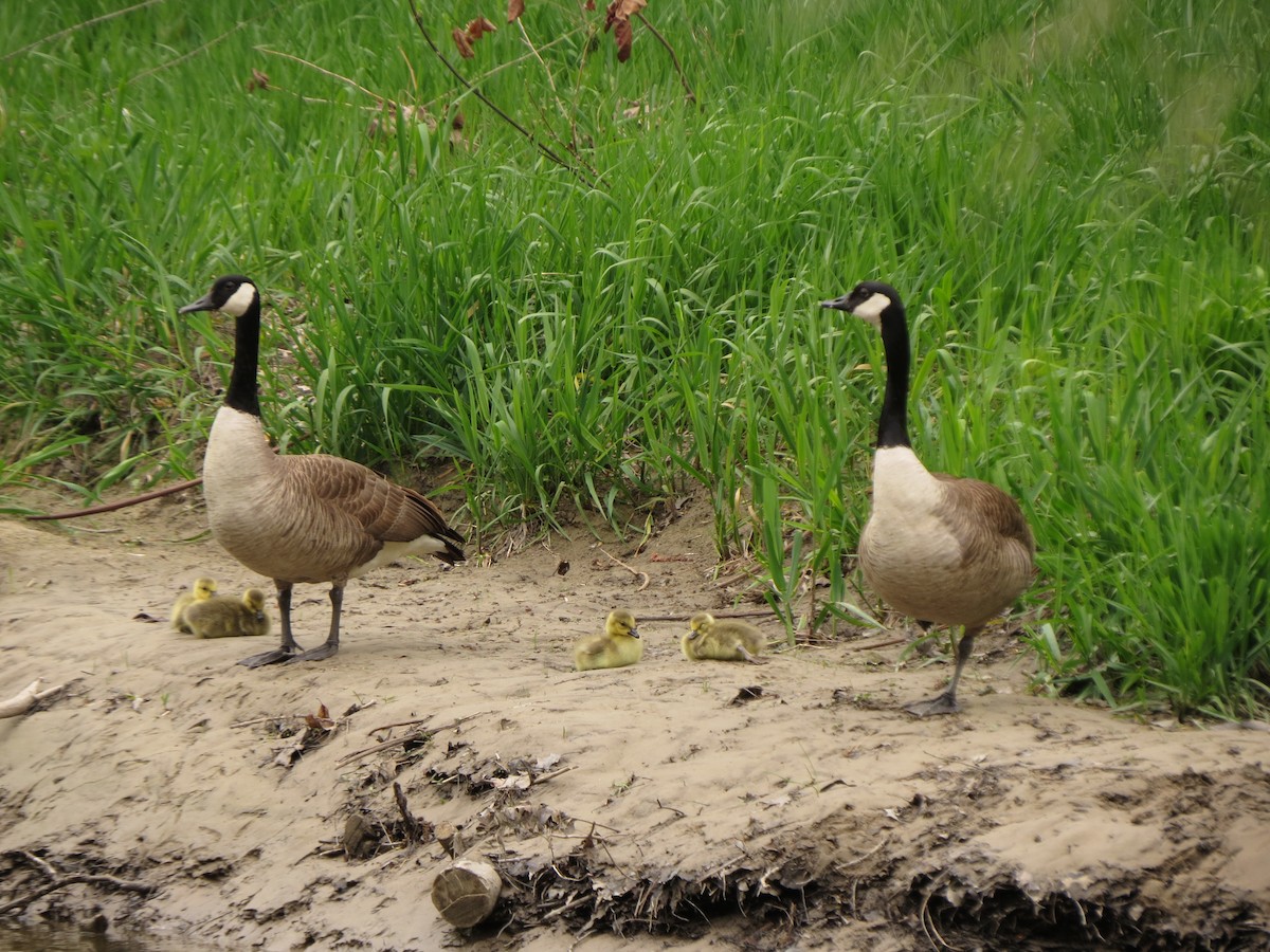 Canada Goose - ML635632236