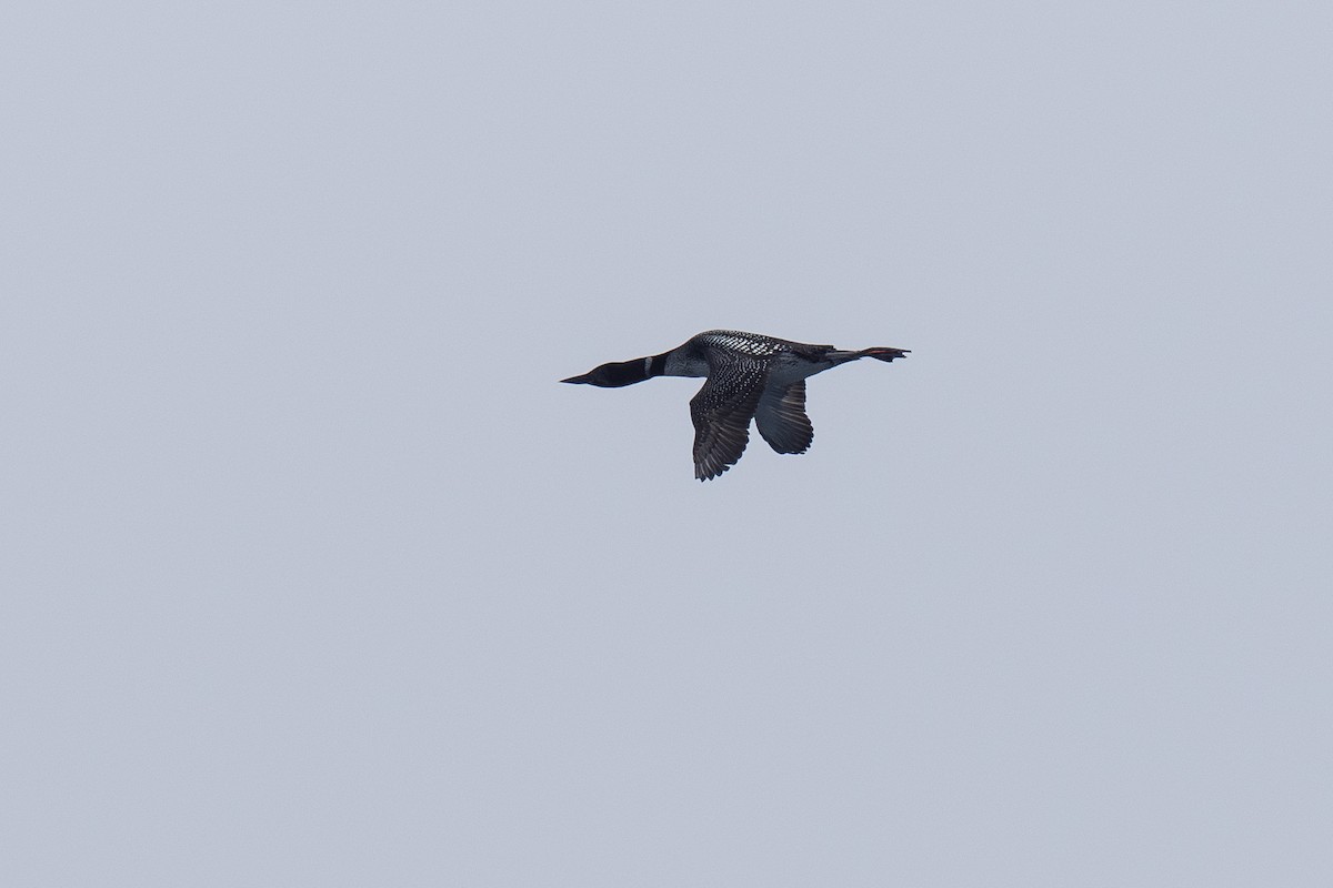 Common Loon - ML635632237