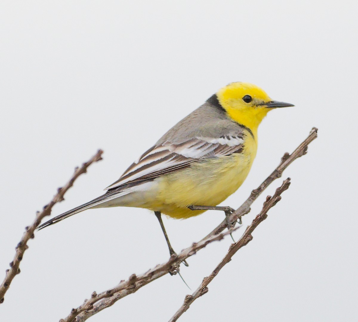 Citrine Wagtail - ML635632260