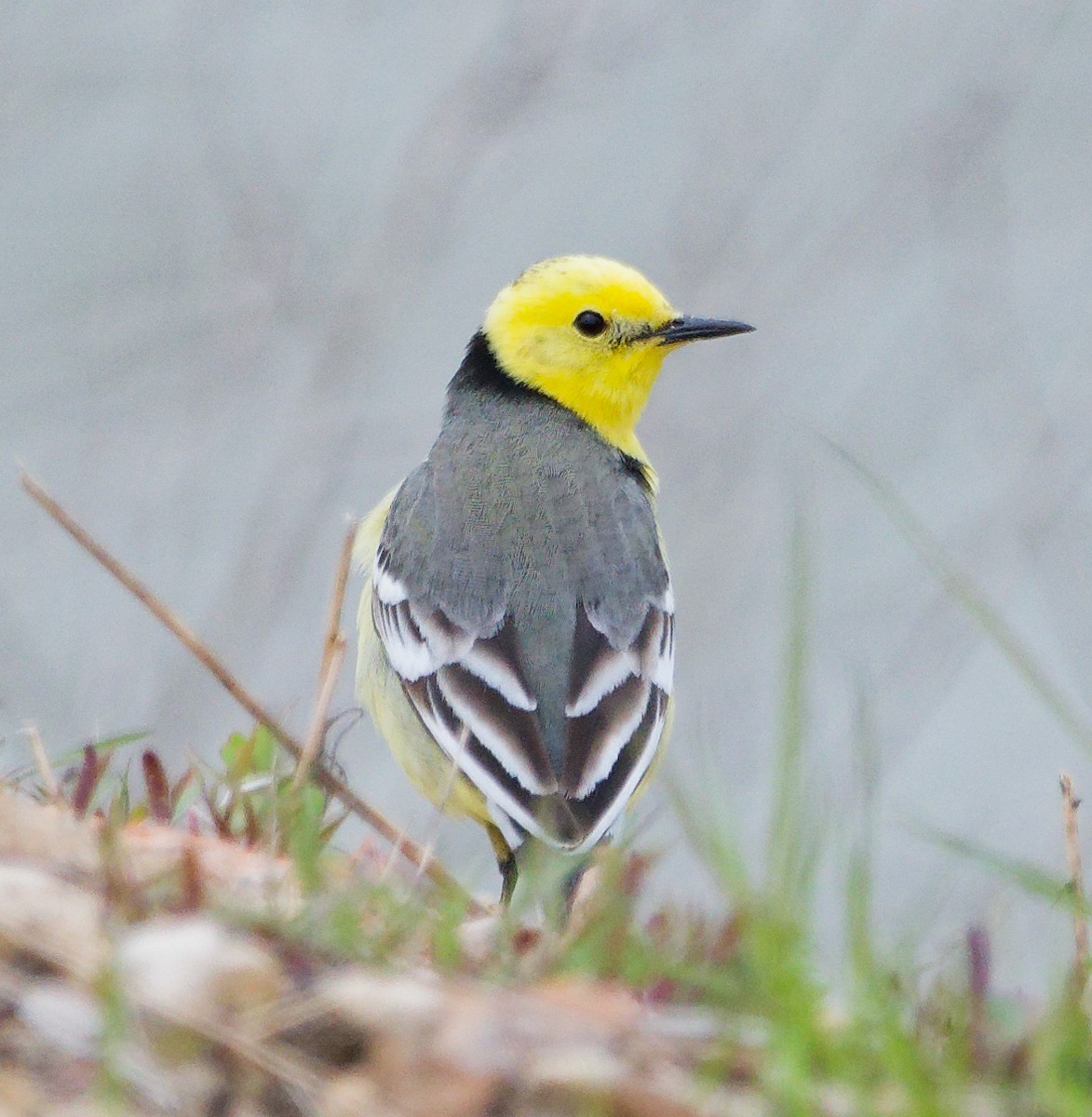 Citrine Wagtail - ML635632261
