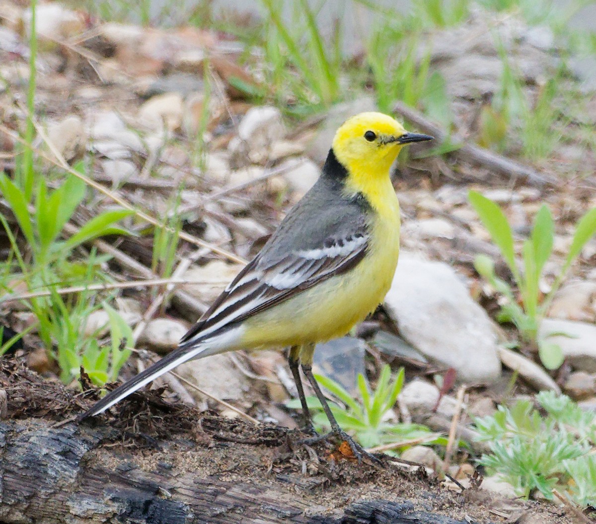 Citrine Wagtail - ML635632262