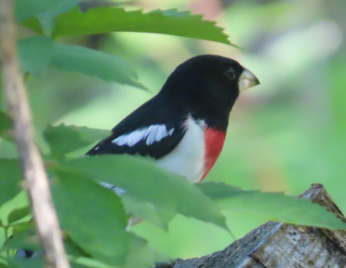 Rose-breasted Grosbeak - ML635632266