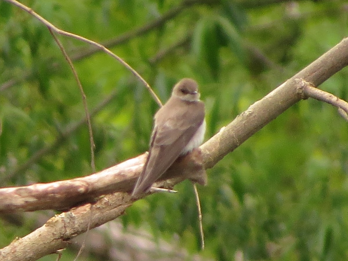 Northern Rough-winged Swallow - ML635632274