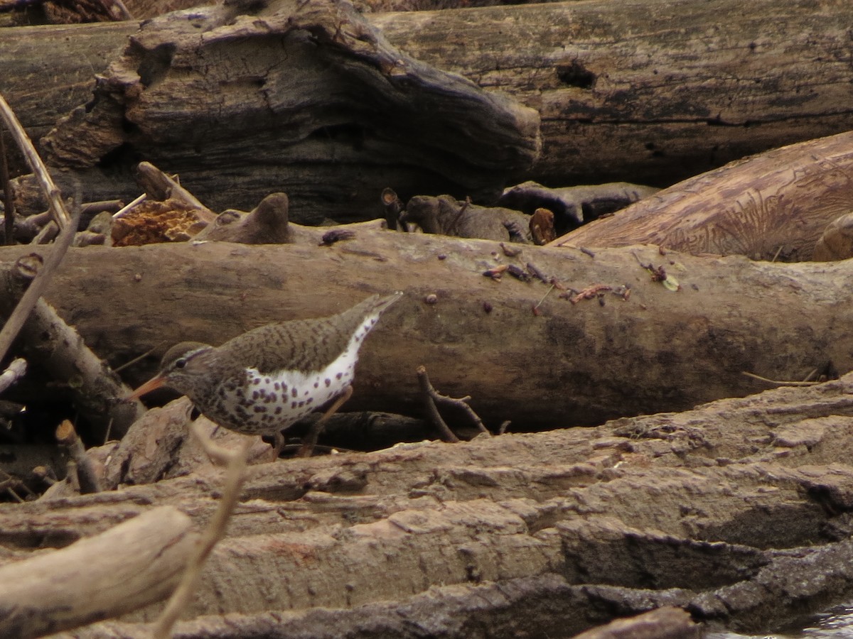 Spotted Sandpiper - ML635632295