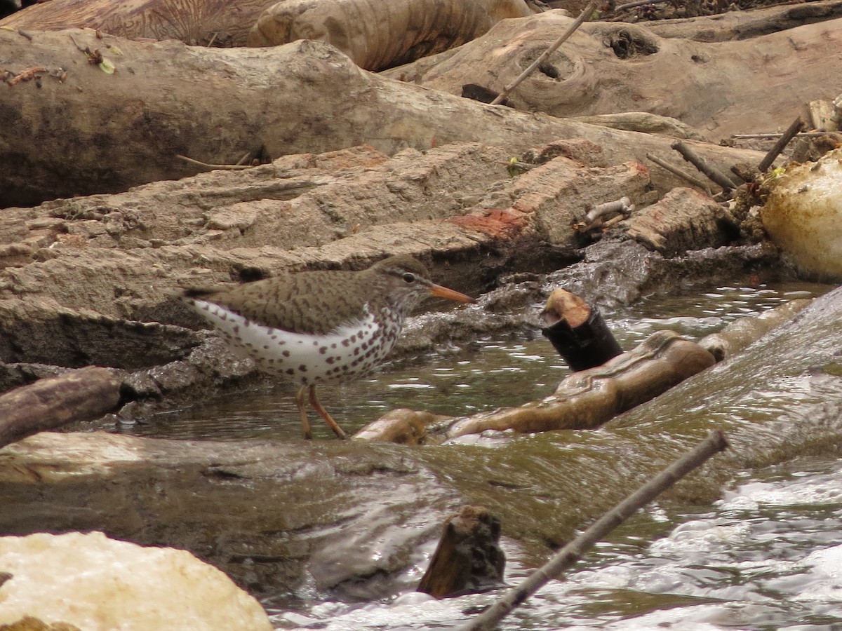 Spotted Sandpiper - ML635632297