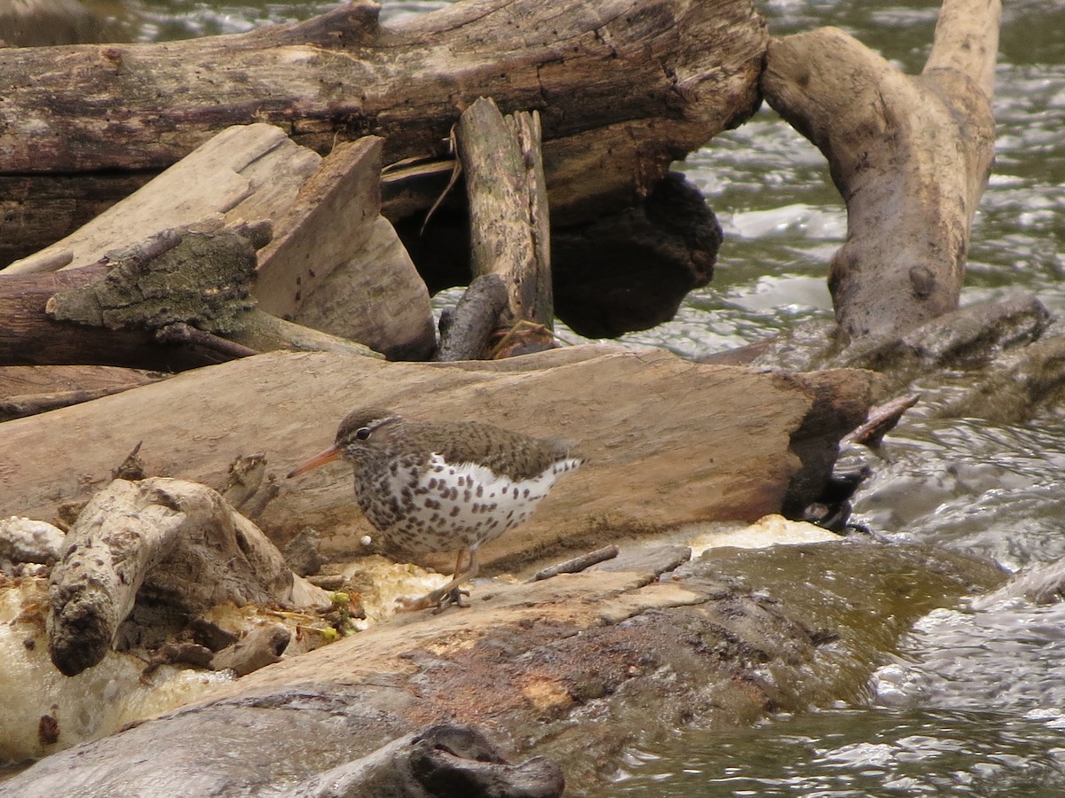 Spotted Sandpiper - ML635632298
