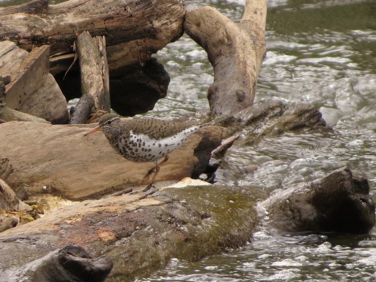 Spotted Sandpiper - ML635632302