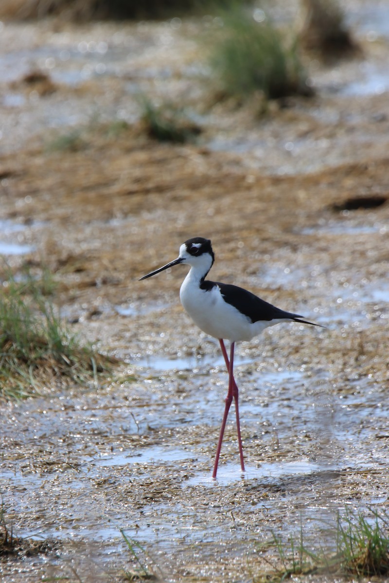 Black-necked Stilt - ML635632414