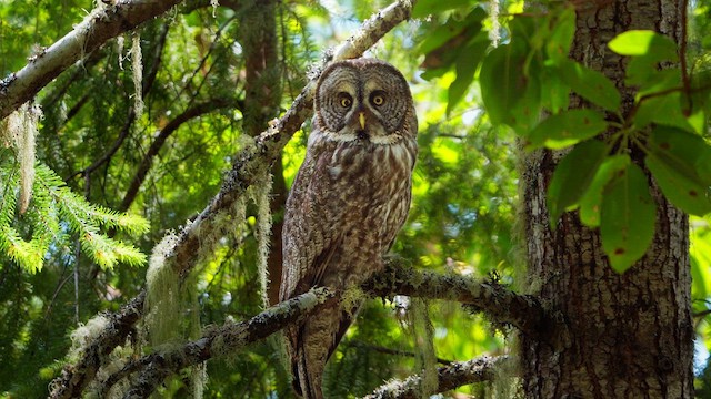 Great Gray Owl - ML635632589