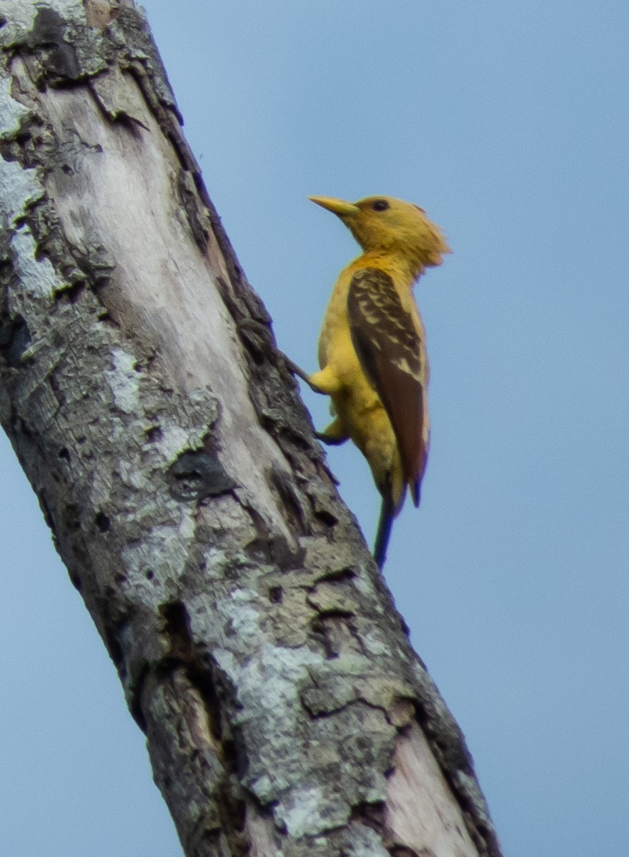 Cream-colored Woodpecker - ML635632691