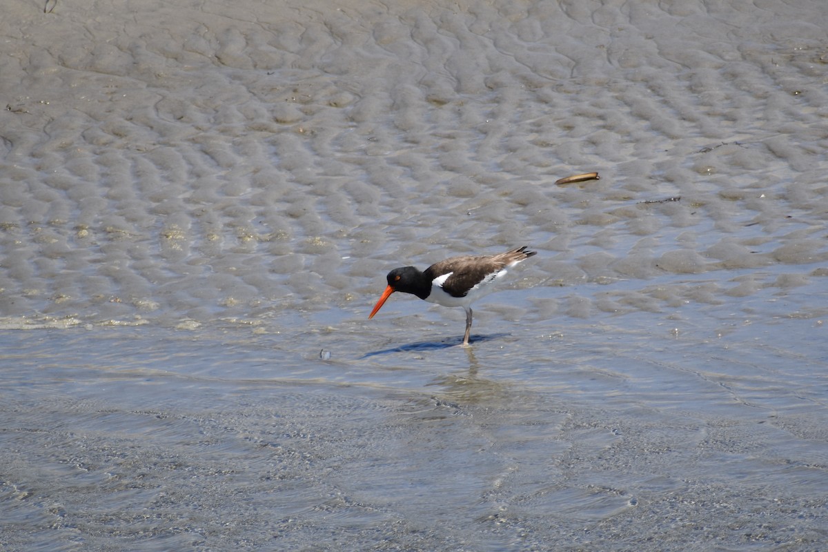 American Oystercatcher - ML635632701