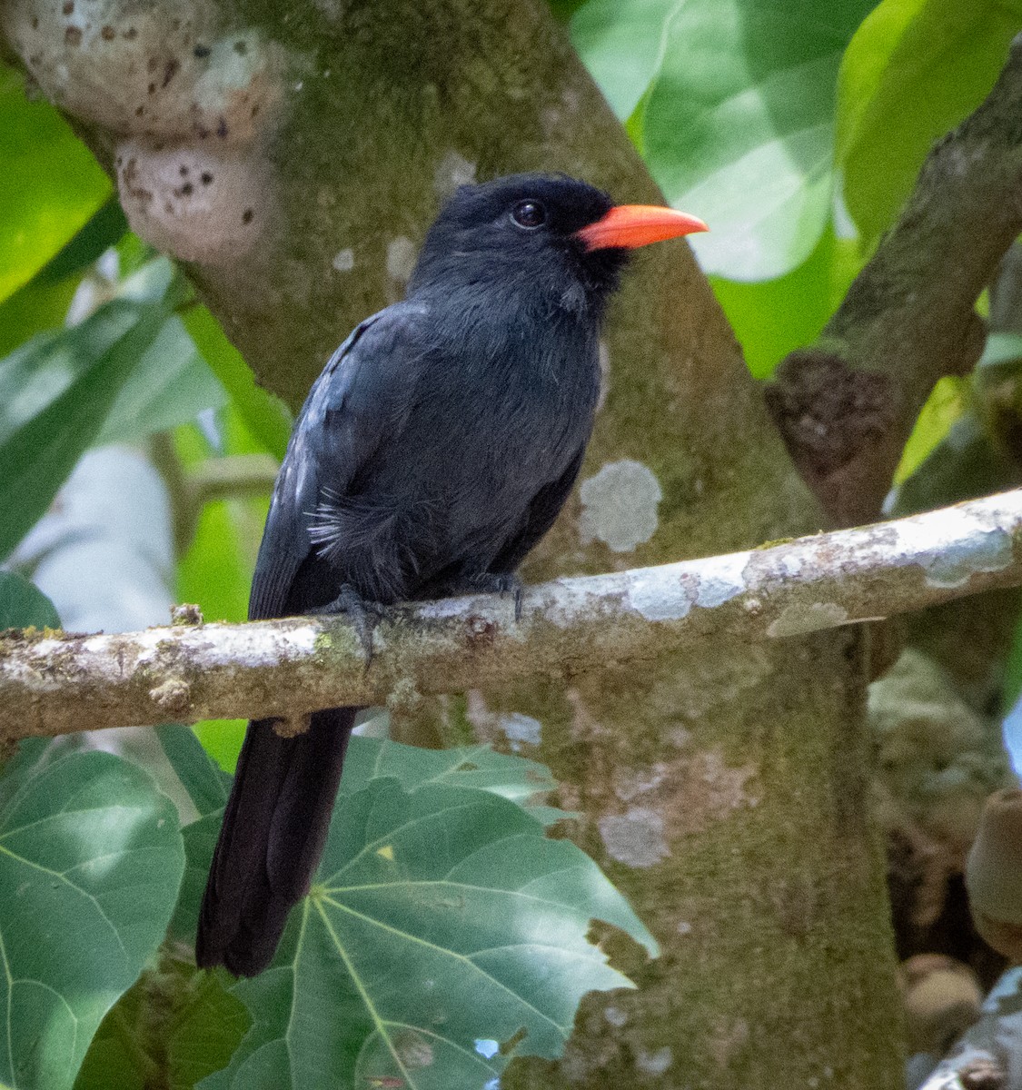 Black-fronted Nunbird - ML635632724
