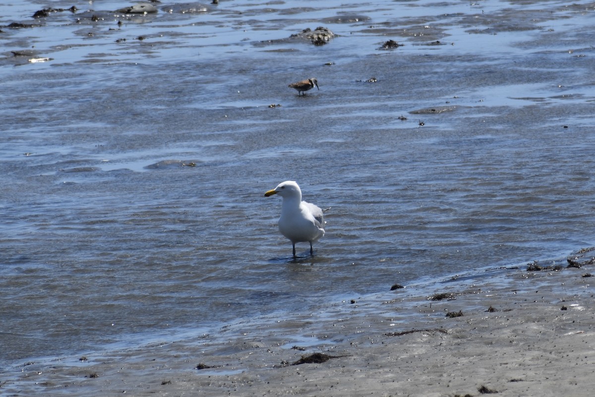 American Herring Gull - ML635632738