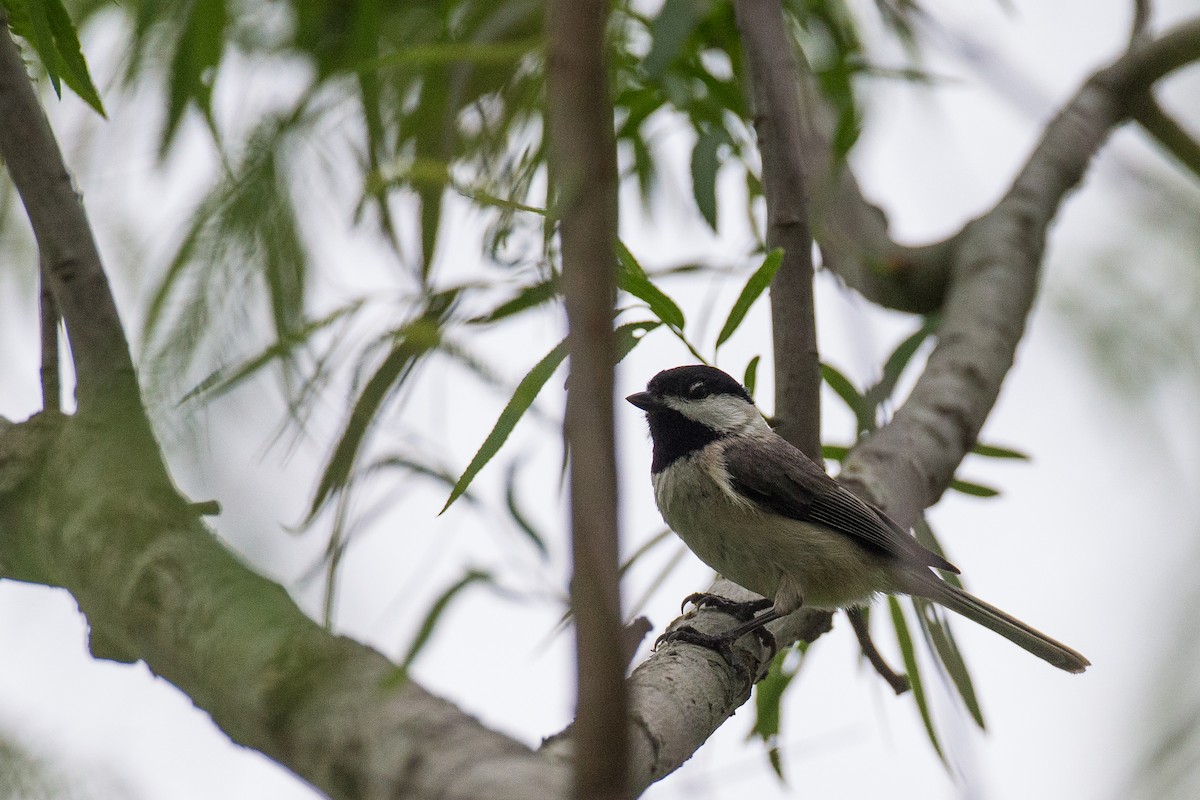 Carolina Chickadee - ML635632818