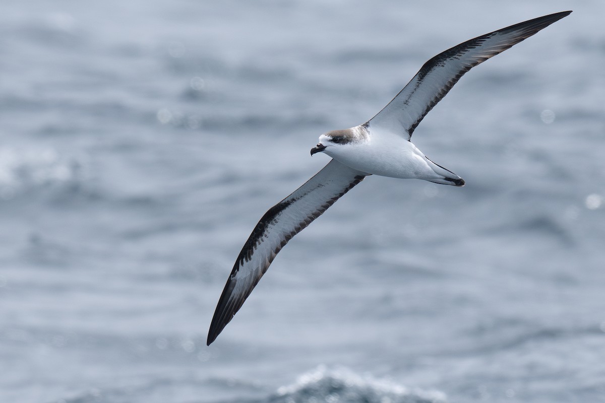 Hawaiian Petrel - ML635632864
