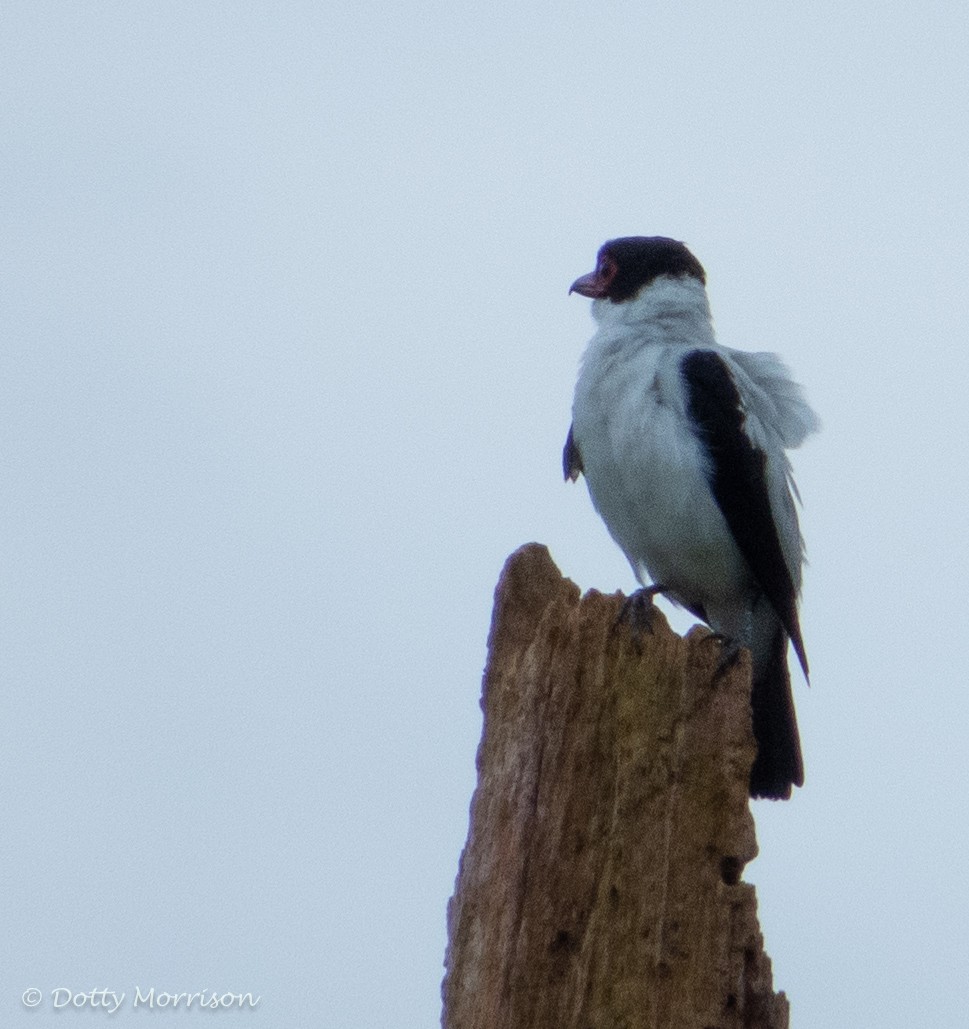 Black-crowned Tityra - ML635632982