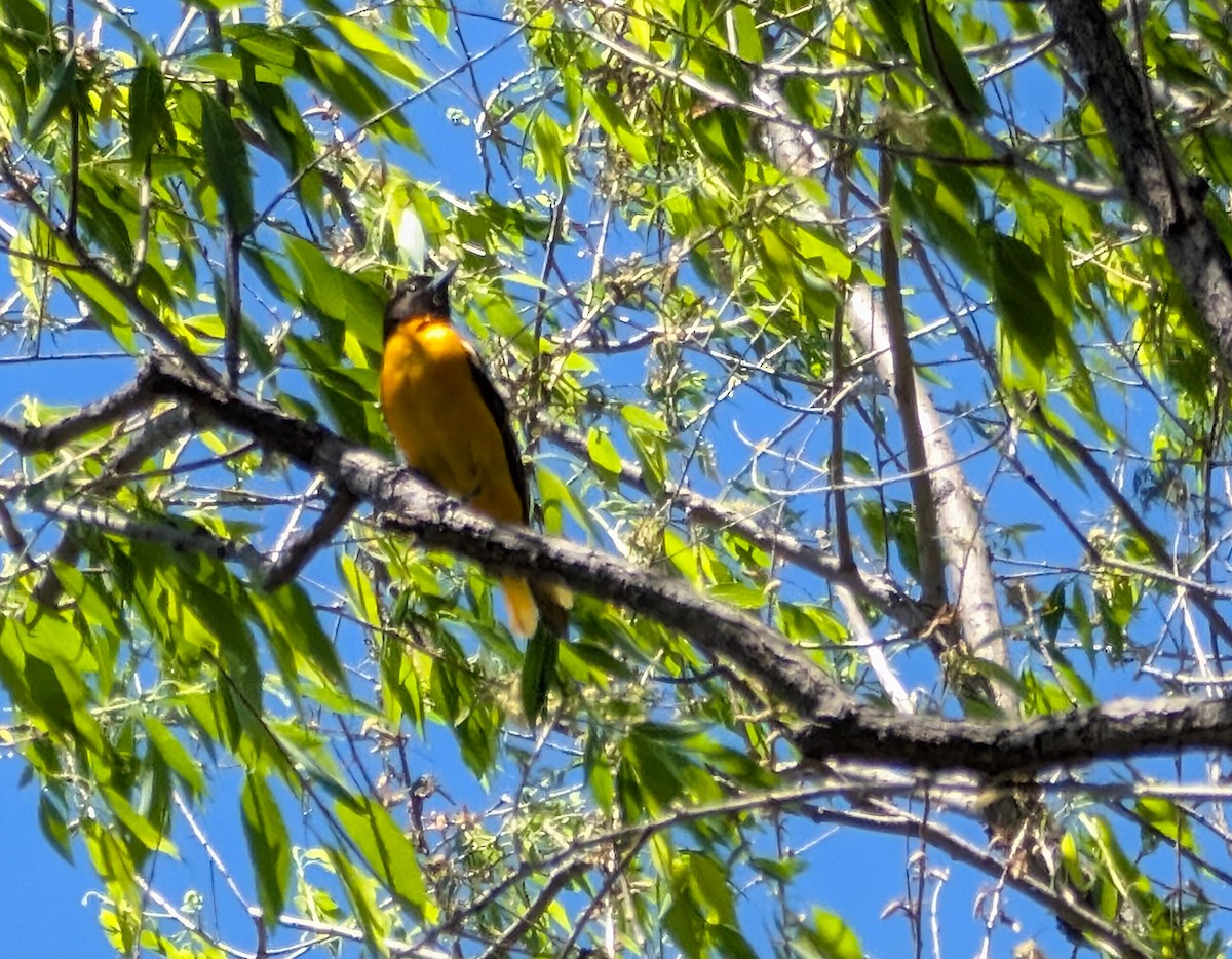 Oriole de Baltimore - ML635632991
