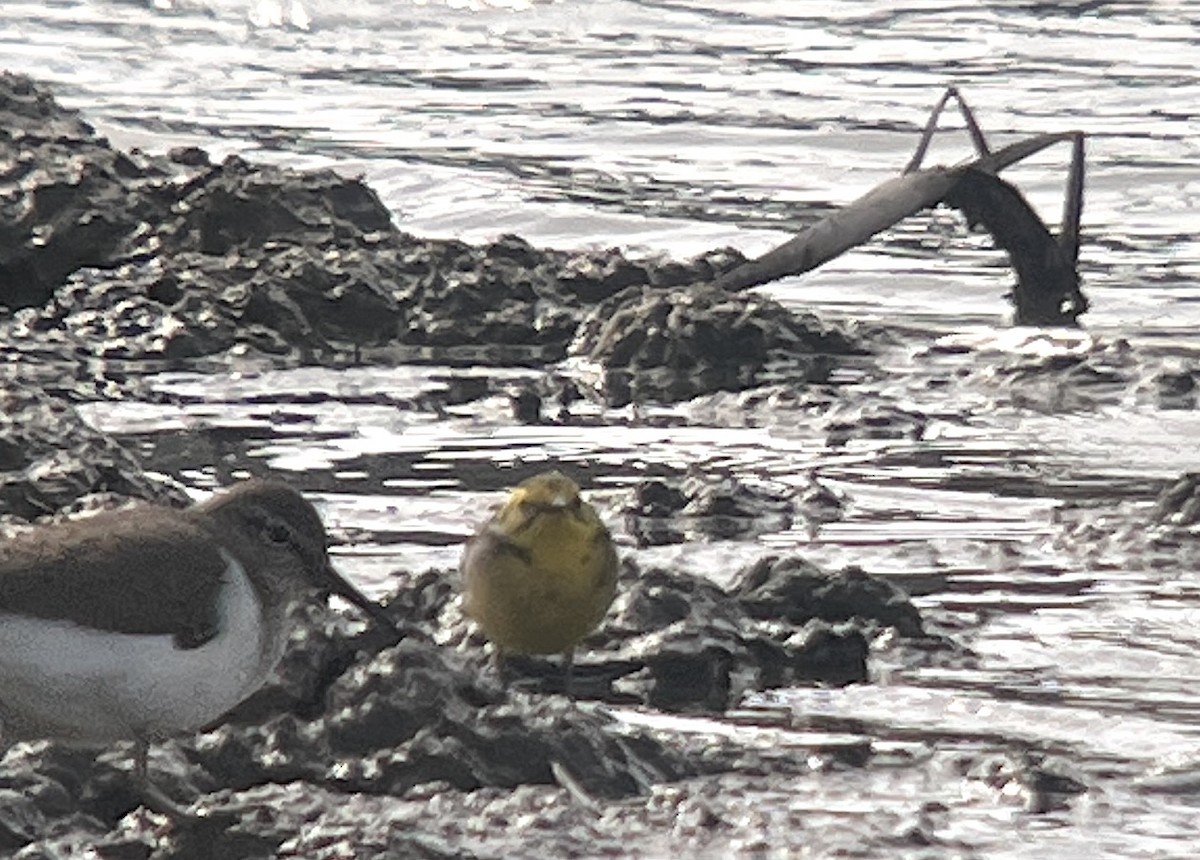 Citrine Wagtail - ML635633058