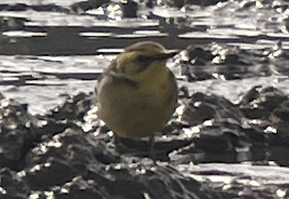 Citrine Wagtail - ML635633059
