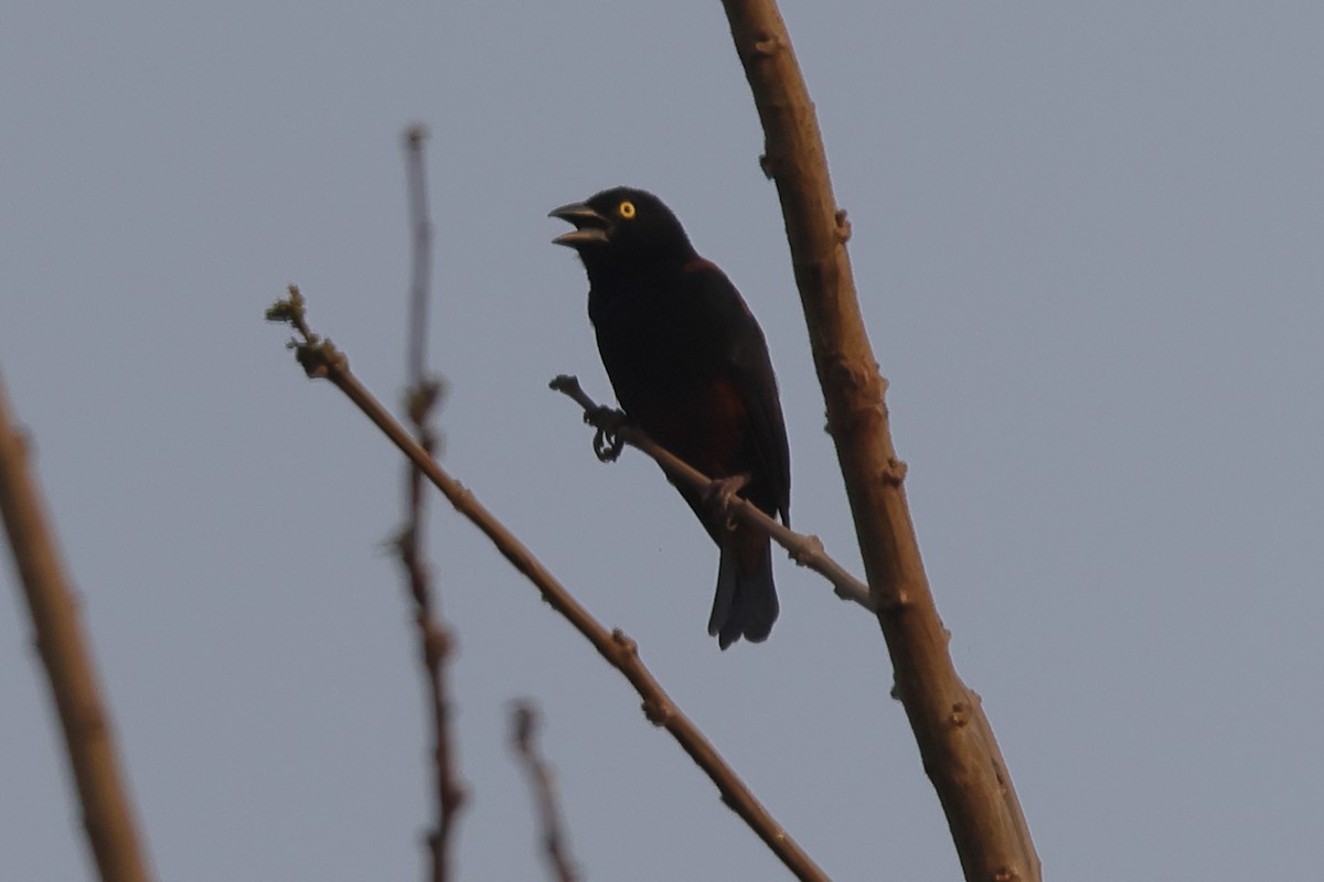 Chestnut-and-black Weaver - ML635633199