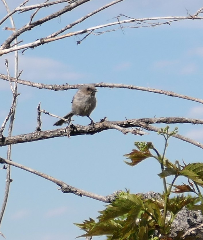 Bushtit - ML635633268