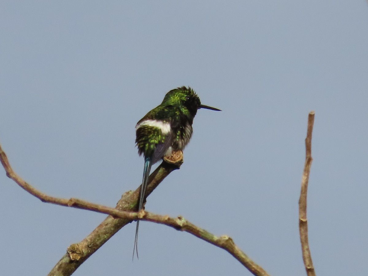 Black-bellied Thorntail - ML635633278