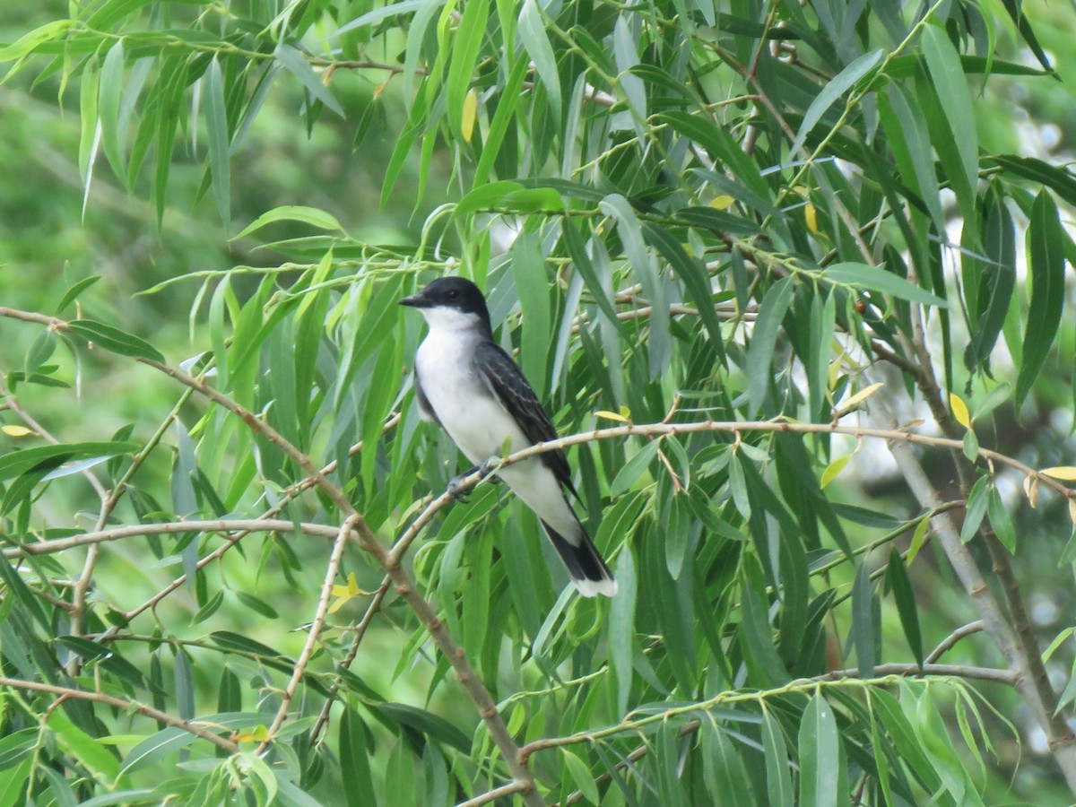 Eastern Kingbird - ML635633294