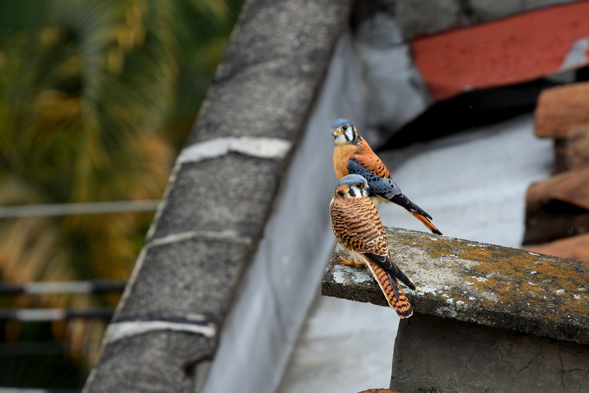 アメリカチョウゲンボウ - ML635633308