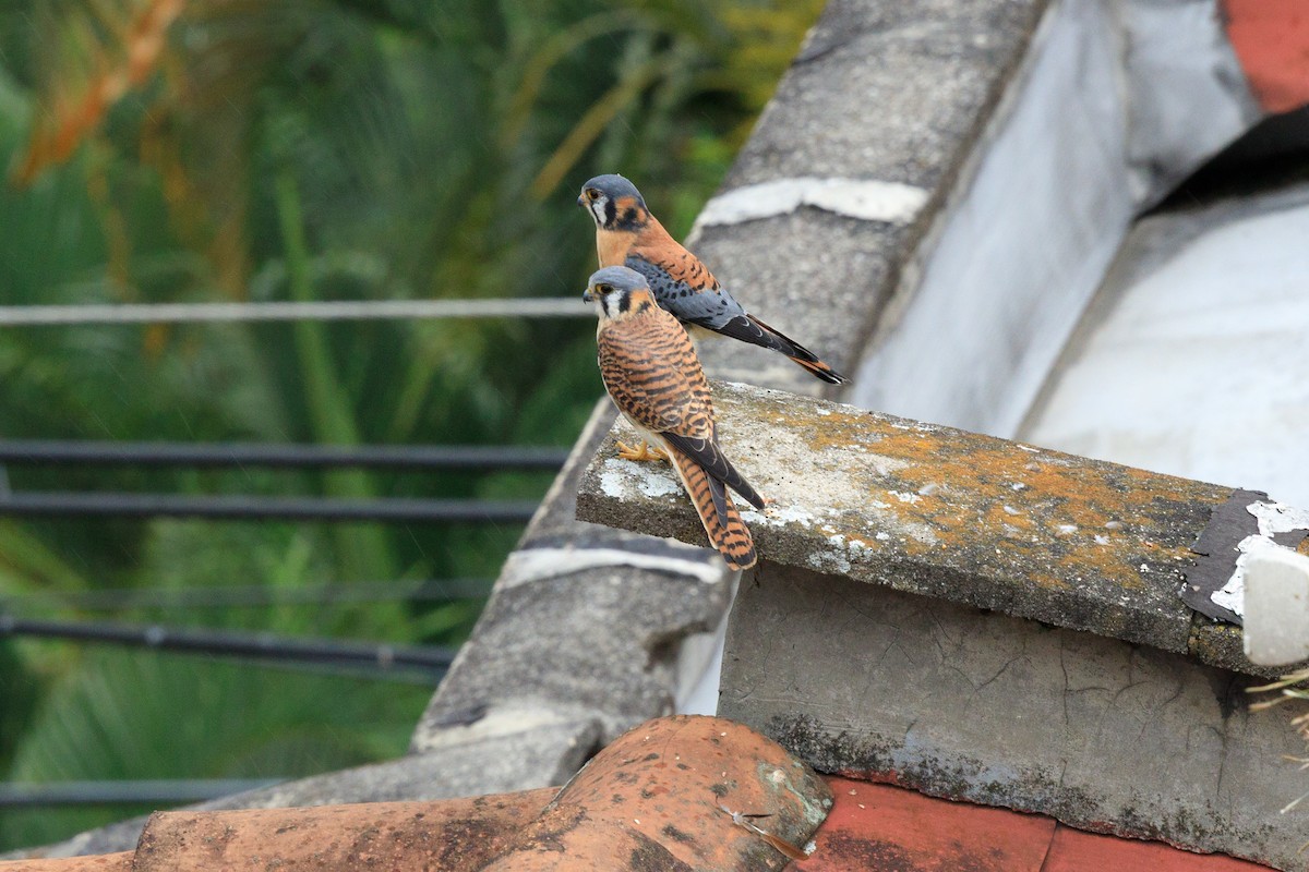 アメリカチョウゲンボウ - ML635633342