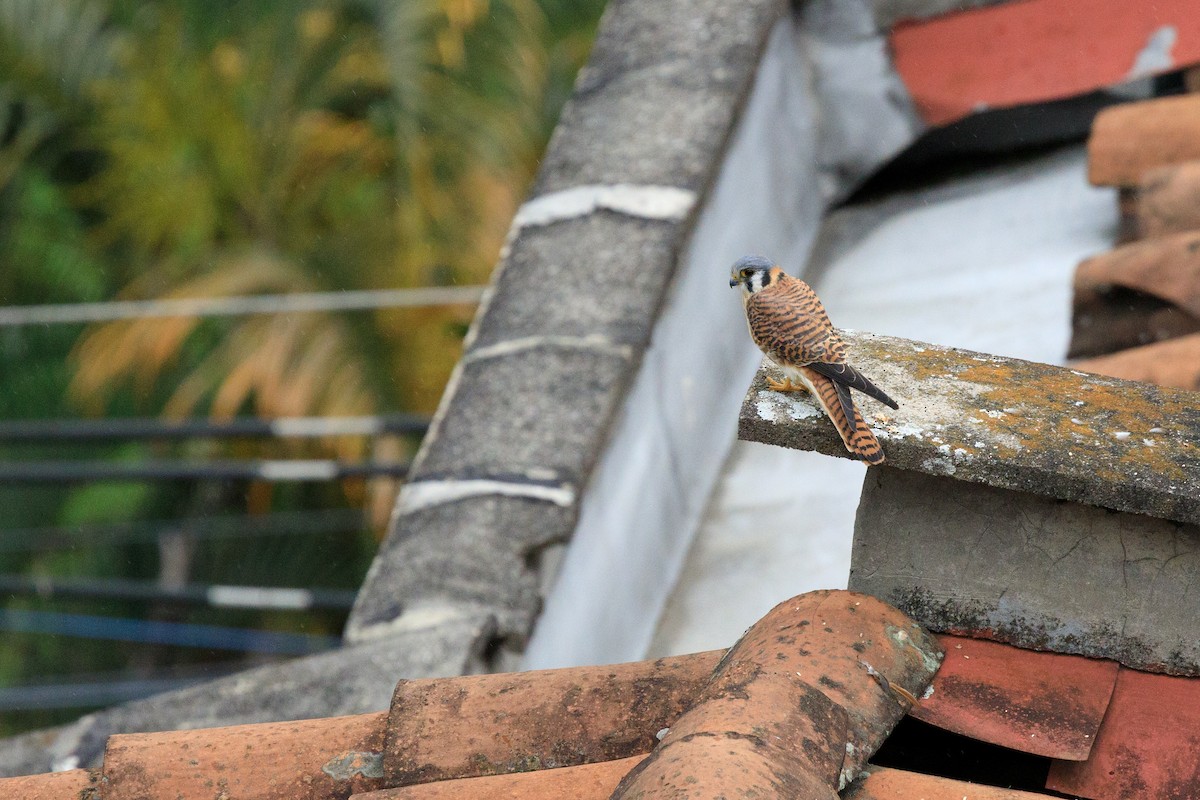 アメリカチョウゲンボウ - ML635633370