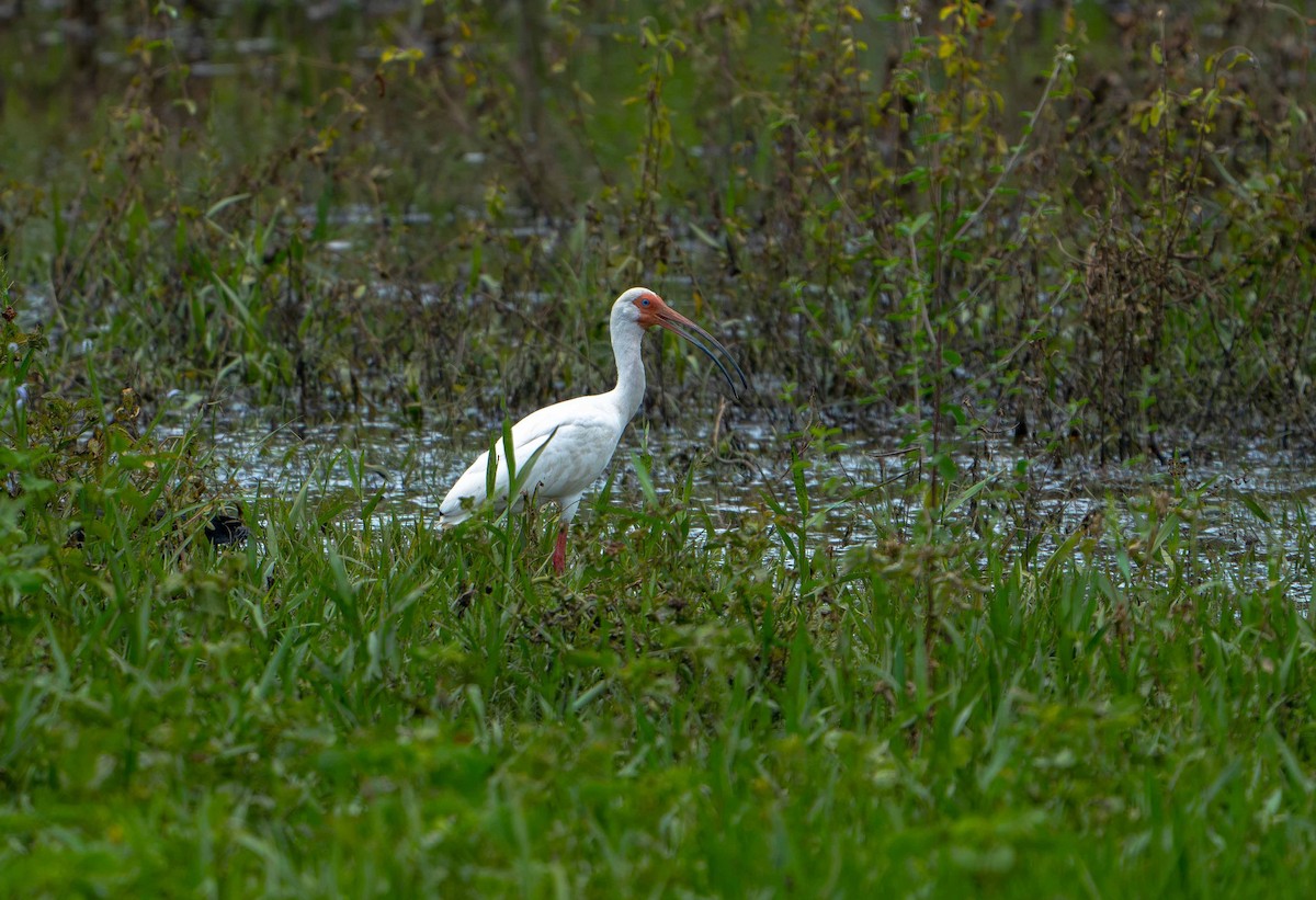 White Ibis - ML635633417