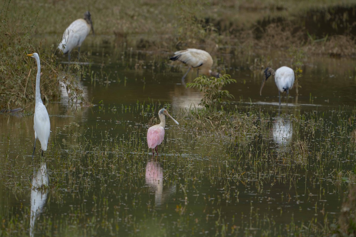 Roseate Spoonbill - ML635633427