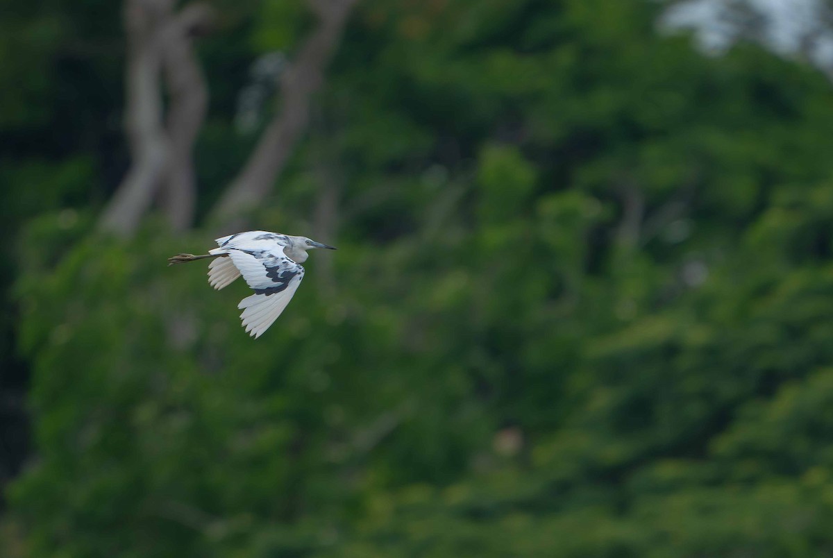 Little Blue Heron - ML635633439