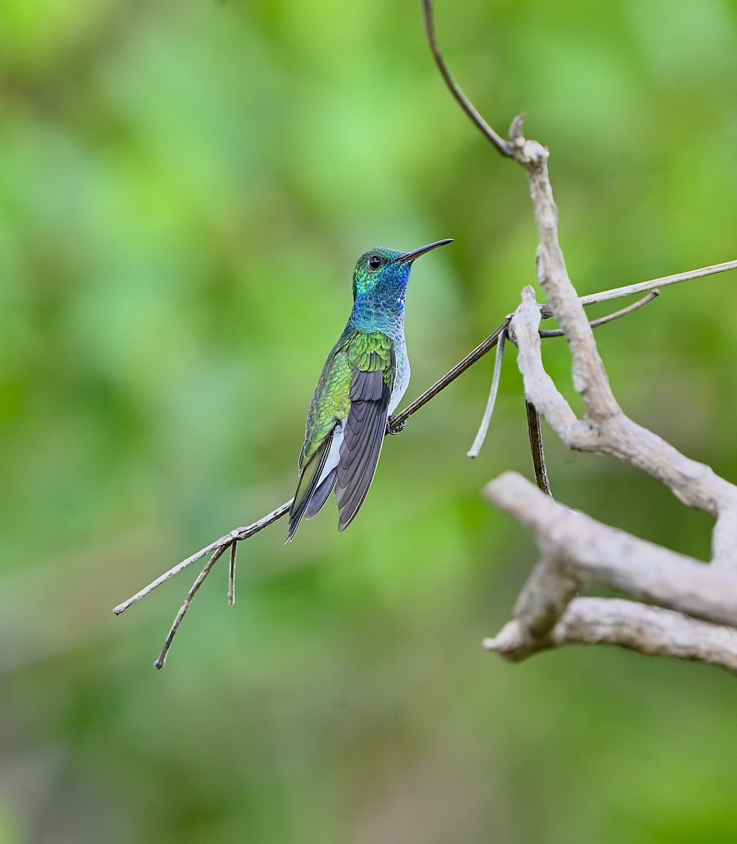 Mangrove Hummingbird - ML635633455