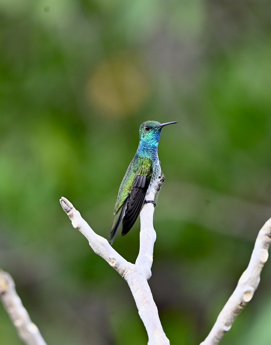Mangrove Hummingbird - ML635633456