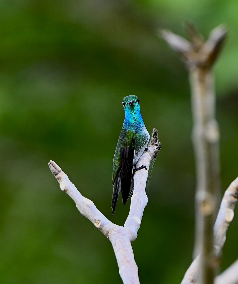 Mangrove Hummingbird - ML635633457
