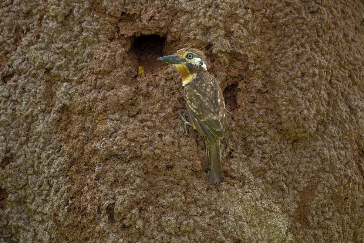 Russet-throated Puffbird - ML635633468