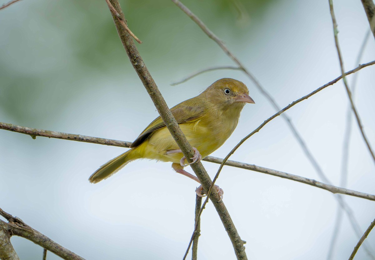 Scrub Greenlet - ML635633512