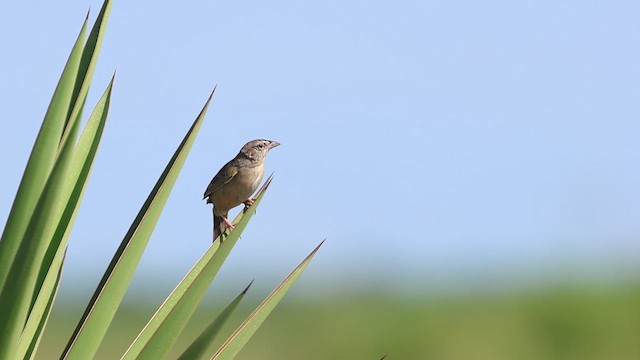 Botteri's Sparrow - ML635633553