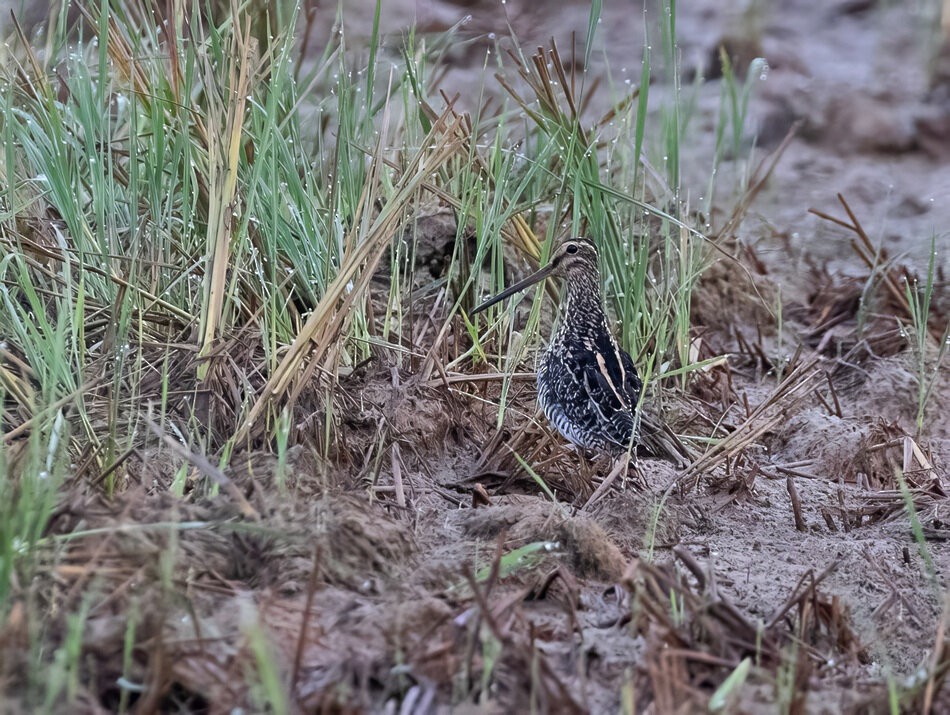 パラグアイタシギ - ML635633563