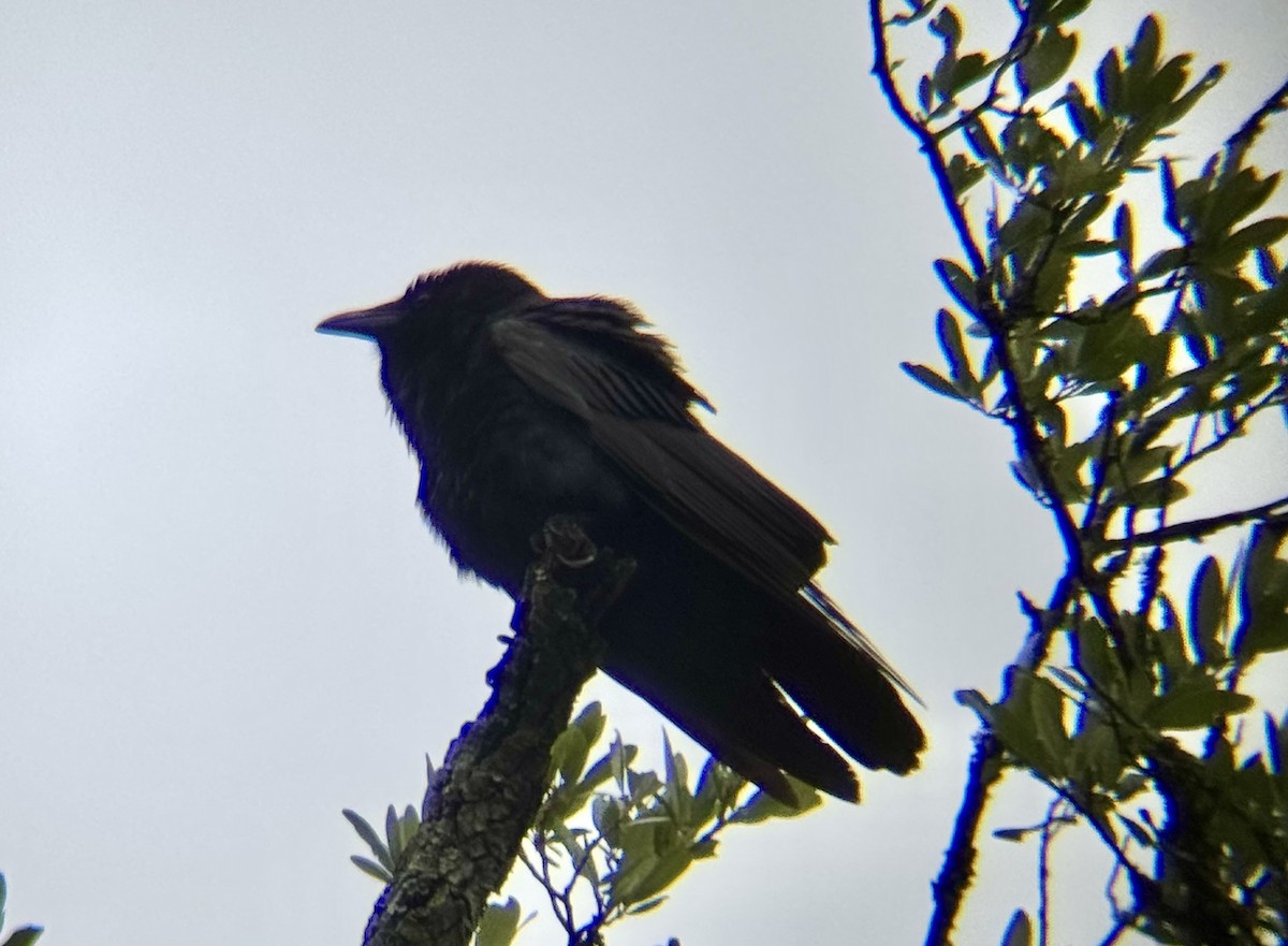 Fish Crow - ML635633585