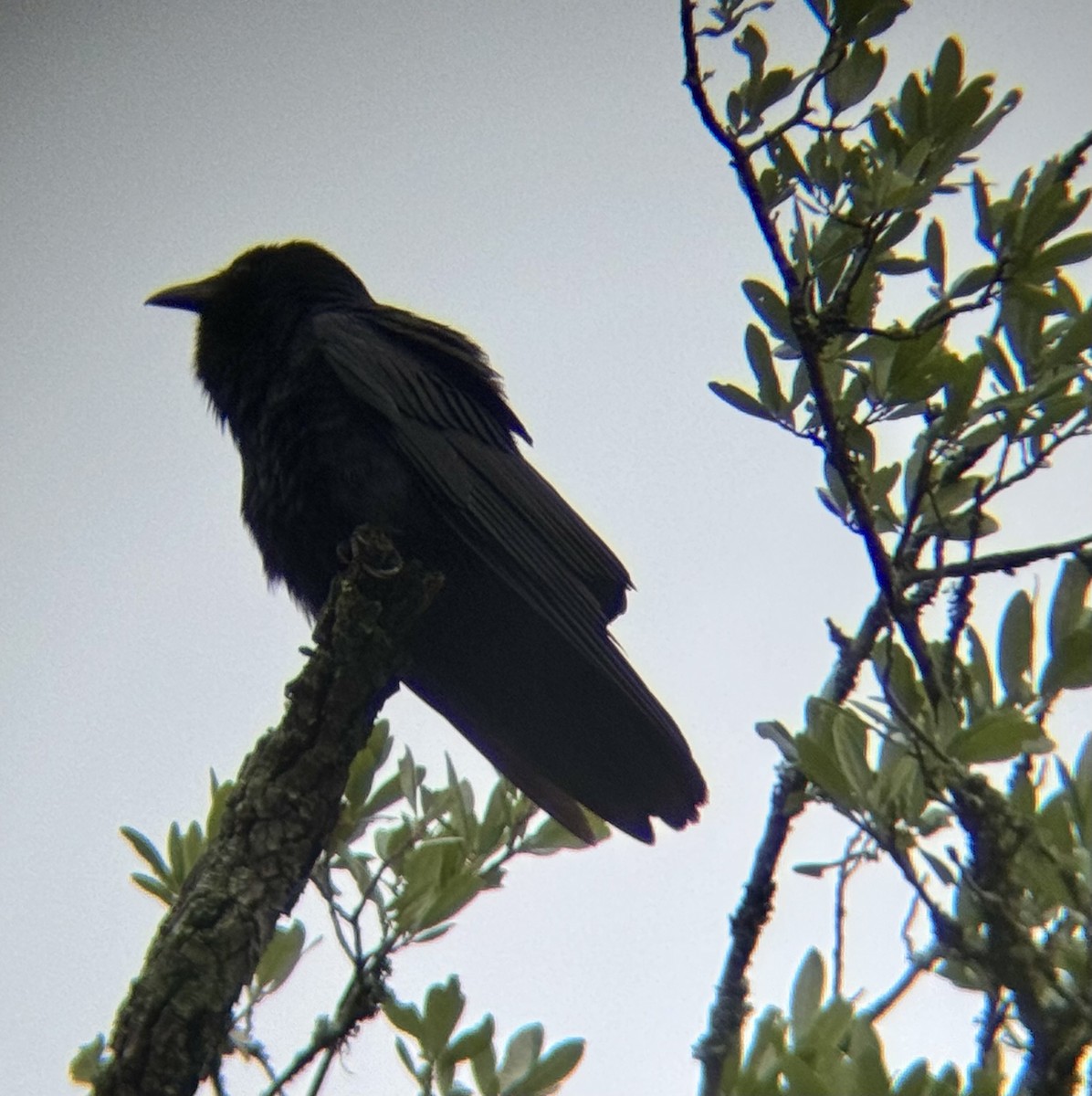 Fish Crow - ML635633587