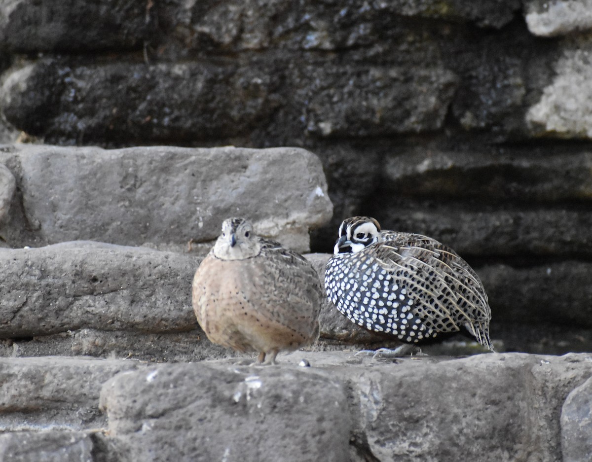 Montezuma Quail - ML635633638