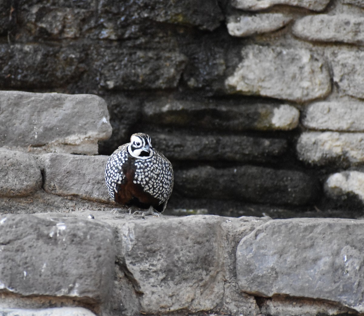 Montezuma Quail - ML635633639